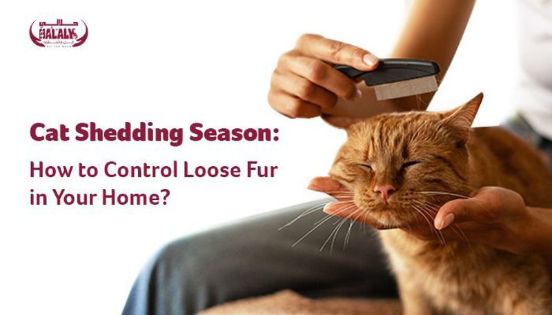 Cat Shedding Season: How to Control Loose Fur in Your Home?